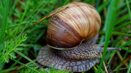 Noua Zeelandă vrea să-l ajute pe Ned, un melc rar, să-și găsească dragostea. A fost lansată o campanie națională