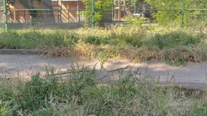 Premieră la Zoo Oradea. Doi pui de lup arctic au fost născuți în captivitate