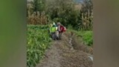 O familie din Mureș a reușit să crească o legumă până la 220 de kilograme. „Peste 500 de litri de apă pe zi am băgat pe ăsta”
