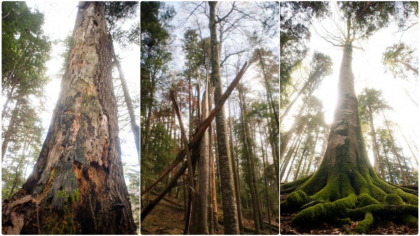 Secretul pădurilor neatinse din România, cu arbori de sute de ani. Unde se găsesc „giganții verzi” ai Carpaților