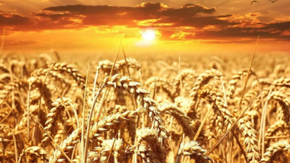 România lovită de un val de caniculă extremă. Peste 40 de grade Celsius resimțite în multe localități