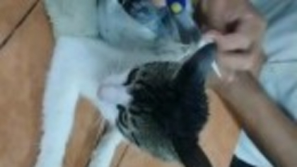Momentul în care gardienii prind o pisică cu droguri lipite de corp în timp ce încerca să sară gardul unei închisori. VIDEO