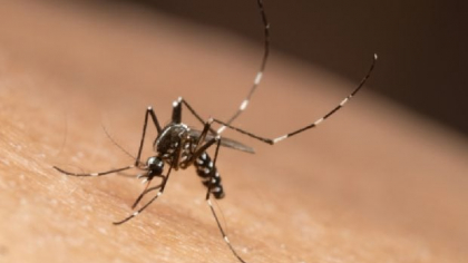 Brazilia deschide cea mai mare biofabrică de ţânţari din lume pentru a combate febra dengue