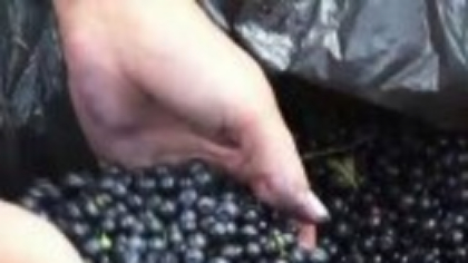 România nu mai are fructe de pădure din cauza climei potrivnice. Fermierii renunță la culturi, după încă un an dezastruos