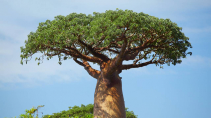 Copacul-cămilă: marele baobab stochează până la 120.000 de litri de apă în interiorul său