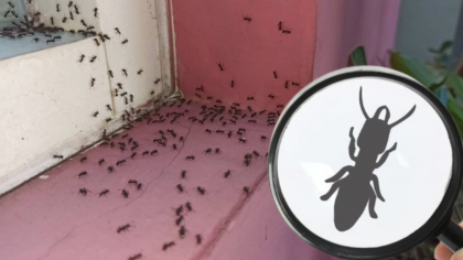 Cum combați invazia furnicilor? Acest leac te va scăpa de insecte cât ai bate din palme