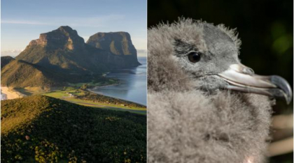 Păsările de pe o insulă australiană sunt atât de pline de plastic încât trosnesc și scârțâie când sunt atinse pe burtă