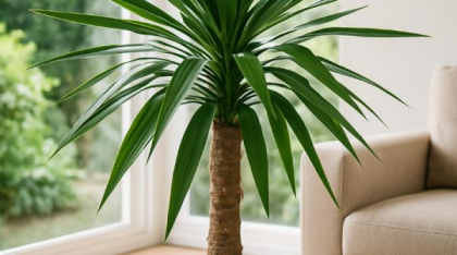 Yucca, regina plantelor rezistente: Trucuri simple ca să fie spectaculoasă tot anul