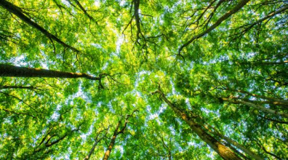 De ce mor copacii în orașe? Adevărul despre viața arborilor urbani