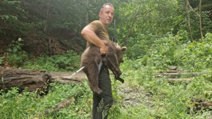 A fost găsit primul dintre cei trei pui de urs orfani ai ursoacei care a fost împușcată pe Transfăgărășan după ce a omorât un motociclist italian