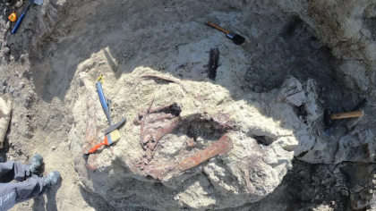 Oamenii de știință au descoperit un dinozaur din Argentina cu un os de crocodil în gură