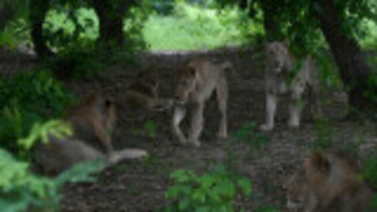 Un leu ținut ca animal de companie a scăpat din casă și a atacat o femeie și doi copii, în Pakistan. Ce a urmat