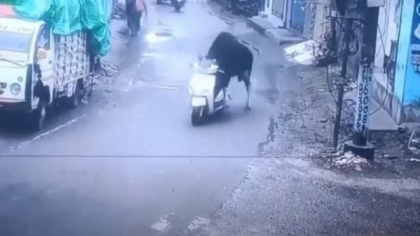 O vacă urcă pe un moped și „pleacă” la plimbare. Imaginile din India care au uimit lumea | VIDEO
