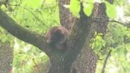 Un pui de urs a alertat autoritățile din Târgu Mureș. Ce a făcut animalul în momentul în care pompierii au vrut sa-l prindă