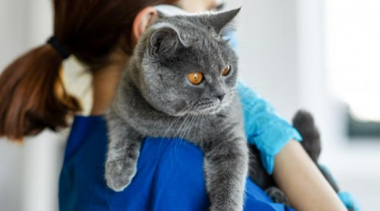 Patru persoane sunt anchetate după ce i-au făcut o tomografie computerizată unei pisici la un spital