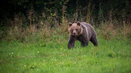 Un urs a intrat în curtea Mănăstirii Sinaia. A fost emis mesaj RO-Alert