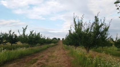 Suma minimă cu care statul vrea să-i ajute pe românii cu terenuri agricole. Reacția unei foste membre CNA: „Zăăău?! 3000 de euro?!”