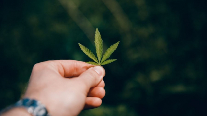 Thailanda a fost prima țară care a legalizat marijuana. Trei ani mai târziu, lucrurile au scăpat de sub control