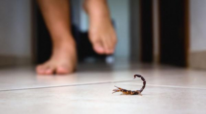 Scorpionii au invadat marile orașe de pe un întreg continent. Rata înțepăturilor a crescut cu 250% în 9 ani. Care este motivul
