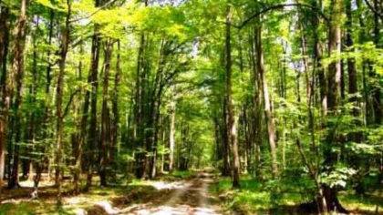 Comoara descoperită în pădurea de la Cătunele