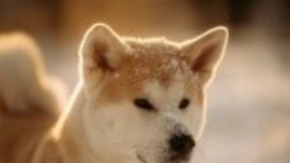 Akita Inu - ce trebuie să știi despre această rasă de câini. De la îngrijire până la hrană și dresaj