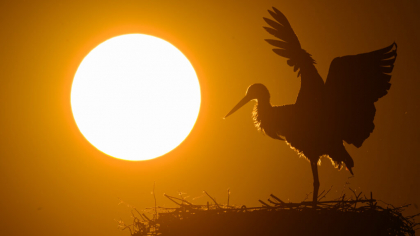 Evaluare BirdLife: Peste jumătate din speciile de păsări ale lumii sunt în declin