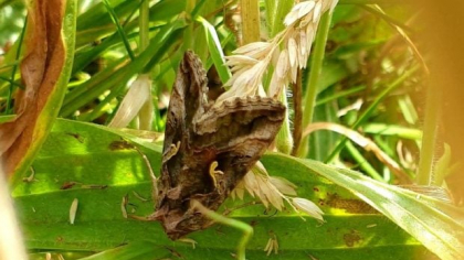 O specie de fluturi a invadat orașul Brașov: „Zboară atât ziua, cât și în amurg”
