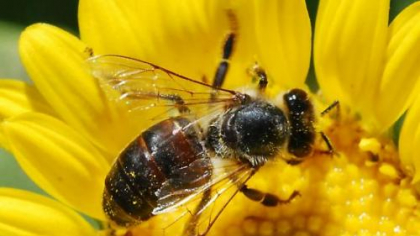 „România autorizează pesticide interzise în UE“