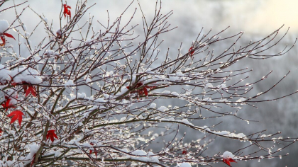 Val de aer ARCTIC în România! Câte zile mai ține frigul. Unde a nins ca de Crăciun?