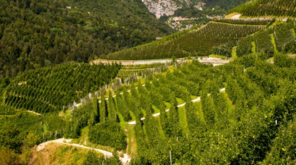 Merele italiene au acum propriul lor teleferic. Instalația transportă fructele de pe dealuri până la depozitele construite în peșteri