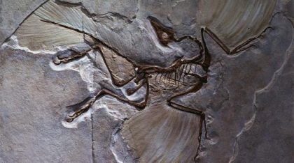 "Specimenul este studiat de peste 160 de ani". O nouă analiză asupra unui Archaeopteryx, date uimitoare despre aceste protopăsări
