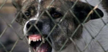 O bătrână a murit după ce a fost atacată de unul dintre câinii săi pe care încerca să-l hrănească