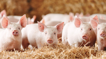 Interpork Plus, parte a grupului Carmistin, deţinut de familia Paraschiv, a trecut pe pierdere în 2024, la afaceri de 414,6 mil. lei