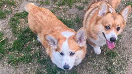Proprietarii de câini ajung direct la închisoare. E lege în România. NU poți face asta animalului
