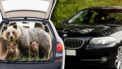 Un bărbat care a plimbat ursul cu BMW-ul prin România, prins de polițiști