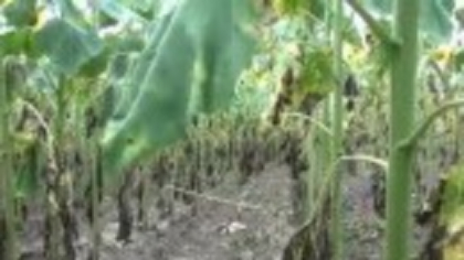 Paradoxul românesc. De ce avem o mare problemă cu floarea-soarelui, deși Comisia Europeană estimează o producție record