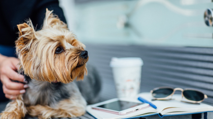 Ce trebuie să știe românii care vor să călătorească alături de animalele de companie