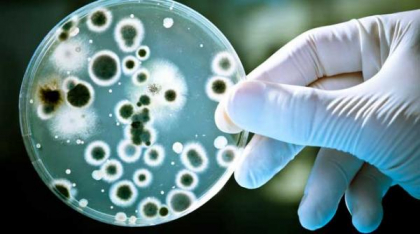 Descoperire despre sistemul imunitar: Mitocondriile din celule detectează bacteriile și le atacă