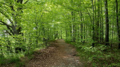 Descoperire din vremea ciumei, într-o pădure din Buzău. Ar putea fi inclusă pe un traseu turistic