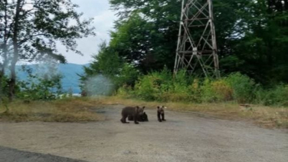 Puii orfani ai ursoaicei ucise pe Transfăgărășan sunt pasați de la o autoritate la alta. Mama urs nu ar fi trebuit să fie împușcată