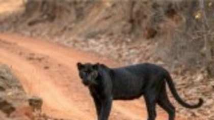 Pantera neagră din Bulgaria ar fi fost văzută în Giurgiu. Două persoane au sunat la 112