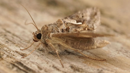 Invazie de insecte dăunătoare în București și alte orașe din România. Cum poți scăpa de Buha gamma
