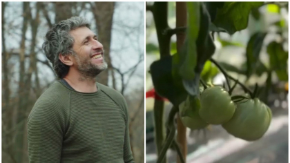 Ce probleme întâmpină Dragoș Bucur cu roșiile plantate în solar: „Trebuie să luăm atitudine. Avem mai multe soiuri”
