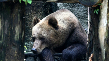 Japonia: se înmulțesc atacurile urșilor, un bărbat a fost găsit mort în pădure