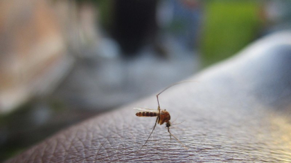 Un virus tropical, confirmat în Europa. Experții atrag atenția și lansează un avertisment pentru populație