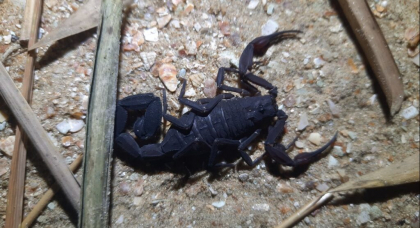 Studiu. Cum poate ucide celulele canceroase veninul de scorpion amazonian