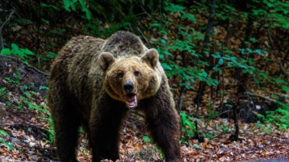 Câte persoane au fost ucise de urși în ultimii ani în România