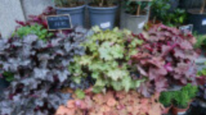 Clopoțelul Purpuriu (Heuchera) – ghid complet de plantare, îngrijire și soiuri populare