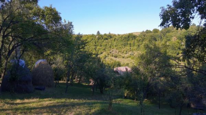 Cum să îngrijești pomii fructiferi din grădina ta. Soluția naturală care ține dăunătorii departe