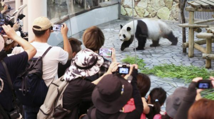 "Oraşul Panda" din Japonia rămâne fără urşi. China îi ia înapoi, oamenii plâng dupa ei